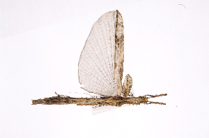  (Paraprisopus icl06 - INBIOCRI000085084)  @13 [ ] Copyright (2012) I. Cruz Instituto Nacional de Biodiversidad