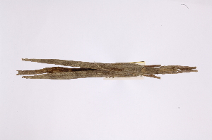  ( - INBIOCRI001965502)  @11 [ ] Copyright (2012) I. Cruz Instituto Nacional de Biodiversidad