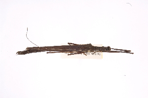  ( - INBIOCRI002029670)  @11 [ ] Copyright (2012) I. Cruz Instituto Nacional de Biodiversidad