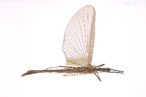  (Diapheromeridae - INBIOCRI002307823)  @14 [ ] Copyright (2012) I. Cruz Instituto Nacional de Biodiversidad