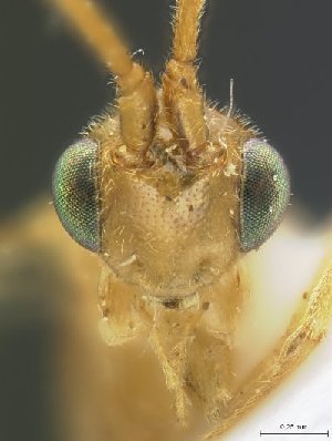  (Stantonia baiteta - USNM00499413)  @11 [ ] Unspecified (default): All Rights Reserved  Unspecified Unspecified