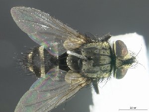  (Paradrino Shima01 n. sp - USNM00503939)  @14 [ ] Unspecified (default): All Rights Reserved  Unspecified Unspecified