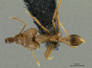  (Strumigenys sp. PK_STRU 001 - PK-EE069)  @14 [ ] CreativeCommons - Attribution Non-Commercial Share-Alike (2011) Milan Janda Czech Academy of Sciences