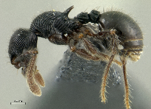  (Myrmecina sp. pk_myrm 001 - PK-EE094)  @15 [ ] CreativeCommons - Attribution Non-Commercial Share-Alike (2011) Milan Janda Czech Academy of Sciences