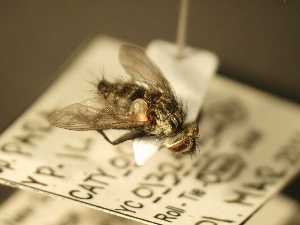  ( - USNM ENT 00795748)  @12 [ ] CreativeCommons - Attribution Non-Commercial No Derivatives (2012) Jan Hrcek Institute of Entomology, Czech Academy of Sciences