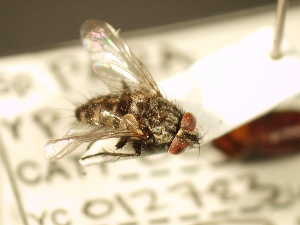  ( - USNM ENT 00795759)  @13 [ ] CreativeCommons - Attribution Non-Commercial No Derivatives (2012) Jan Hrcek Institute of Entomology, Czech Academy of Sciences