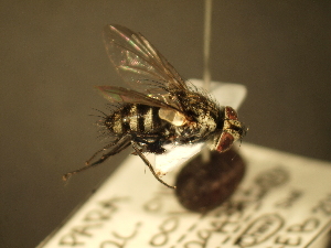  ( - USNM ENT 00795780)  @12 [ ] CreativeCommons - Attribution Non-Commercial No Derivatives (2012) Jan Hrcek Institute of Entomology, Czech Academy of Sciences