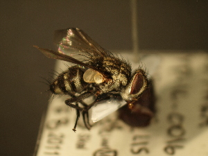 ( - USNM ENT 00795817)  @12 [ ] CreativeCommons - Attribution Non-Commercial No Derivatives (2012) Jan Hrcek Institute of Entomology, Czech Academy of Sciences