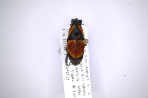  (Cactophagus annulatusAS3 - INB0003028401)  @13 [ ] Copyright (2012) Angel Solis Instituto Nacional de Biodiversidad