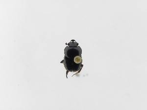  ( - INB0003048569)  @11 [ ] Copyright (2010) A. Solis Instituto Nacional de Biodiversidad