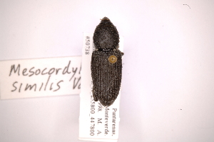  (Mesocordylus similis - INB0003051056)  @11 [ ] Copyright (2012) Angel Solis Instituto Nacional de Biodiversidad