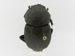  (Megathoposoma candezei - INB0003051109)  @14 [ ] Copyright (2010) A. Solis Instituto Nacional de Biodiversidad