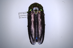  (Colobogaster quadridentatusAS1 - INB0003055420)  @14 [ ] Copyright (2012) Angel Solis Instituto Nacional de Biodiversidad