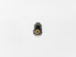  ( - INB0003056091)  @11 [ ] Copyright (2010) A. Solis Instituto Nacional de Biodiversidad