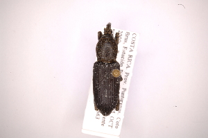  (Mesocordylus abditus - INB0003098771)  @11 [ ] Copyright (2012) Angel Solis Instituto Nacional de Biodiversidad