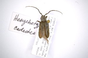  (Hesychotypa cedestesAS1 - INB0003134295)  @13 [ ] Copyright (2012) A. Solis Instituto Nacional de Biodiversidad