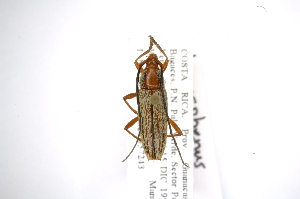  (Stenosphenus ochraceus - INB0003151422)  @14 [ ] Copyright (2012) A. Solis Instituto Nacional de Biodiversidad