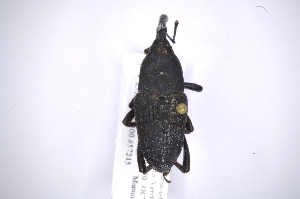  (Cactophagus fahraei - INB0003151572)  @13 [ ] Copyright (2012) Angel Solis Instituto Nacional de Biodiversidad