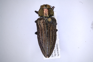  (Actenodes chalybeitarsis - INB0003169572)  @13 [ ] Copyright (2012) Angel Solis Instituto Nacional de Biodiversidad