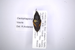  (Cactophagus personatusAS1 - INB0003172479)  @13 [ ] Copyright (2012) Angel Solis Instituto Nacional de Biodiversidad