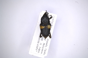  (Cactophagus aurocinctus - INB0003302295)  @13 [ ] Copyright (2012) Angel Solis Instituto Nacional de Biodiversidad