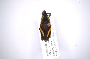  (Cactophagus circumjectus - INB0003302396)  @13 [ ] Copyright (2012) Angel Solis Instituto Nacional de Biodiversidad