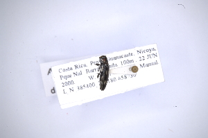  (Agrilus civacoatlei - INB0003303440)  @11 [ ] Copyright (2012) Angel Solis Instituto Nacional de Biodiversidad