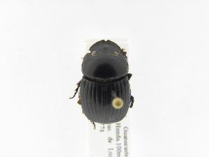  (Dichotomius yucatanus - INB0003303609)  @13 [ ] Copyright (2010) A. Solis Instituto Nacional de Biodiversidad