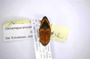  (Cactophagus annulatusAS5 - INB0003309005)  @13 [ ] Copyright (2012) Angel Solis Instituto Nacional de Biodiversidad