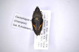 (Cactophagus ornatus - INB0003332951)  @11 [ ] Copyright (2012) Angel Solis Instituto Nacional de Biodiversidad
