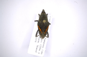  (Cactophagus personatus - INB0003335224)  @11 [ ] Copyright (2012) Angel Solis Instituto Nacional de Biodiversidad