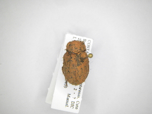  ( - INB0003336860)  @12 [ ] Copyright (2012) A. Solis Instituto Nacional de Biodiversidad