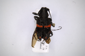  (Parachalastinus rubrocinctusAS2 - INB0003337579)  @13 [ ] Copyright (2012) A. Solis Instituto Nacional de Biodiversidad