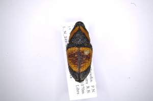  (Cactophagus annulatusAS2 - INB0003337935)  @13 [ ] Copyright (2012) Angel Solis Instituto Nacional de Biodiversidad