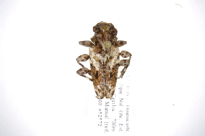  (Psapharochrus inquinata - INB0003357031)  @11 [ ] Copyright (2012) A. Solis Instituto Nacional de Biodiversidad