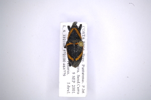  (Cactophagus annulatusAS4 - INB0003378886)  @13 [ ] Copyright (2012) Angel Solis Instituto Nacional de Biodiversidad