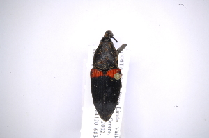  (Cactophagus mesomelas - INB0003474291)  @14 [ ] Copyright (2012) Angel Solis Instituto Nacional de Biodiversidad