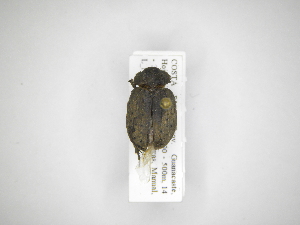  ( - INB0003490877)  @12 [ ] Copyright (2012) A. Solis Instituto Nacional de Biodiversidad
