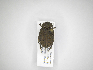  ( - INB0003490878)  @12 [ ] Copyright (2012) A. Solis Instituto Nacional de Biodiversidad