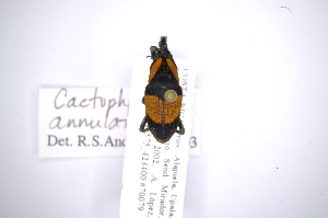  (Cactophagus annulatusAS1 - INB0003500901)  @13 [ ] Copyright (2012) Angel Solis Instituto Nacional de Biodiversidad
