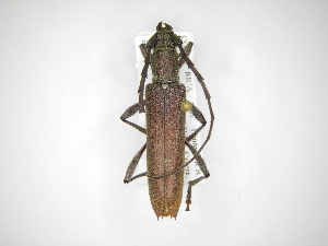  ( - INB0003711726)  @13 [ ] Copyright (2012) A. Solis Instituto Nacional de Biodiversidad
