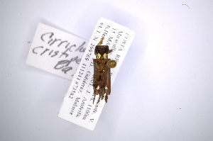  (Cirrhicera cristipennis - INB0003712062)  @11 [ ] Copyright (2012) A. Solis Instituto Nacional de Biodiversidad