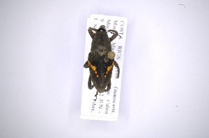  (Cactophagus ornatus - INB0003731154)  @11 [ ] Copyright (2012) Angel Solis Instituto Nacional de Biodiversidad