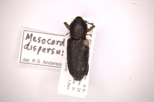  (Mesocordylus dispersus - INB0003733776)  @11 [ ] Copyright (2012) Angel Solis Instituto Nacional de Biodiversidad