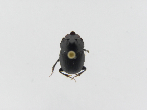  ( - INB0003741300)  @11 [ ] Copyright (2010) A. Solis Instituto Nacional de Biodiversidad