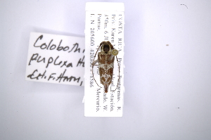  (Colobothina perplexa - INB0003742951)  @15 [ ] Copyright (2012) A. Solis Instituto Nacional de Biodiversidad