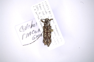  (Colobothea rinconaAS2 - INB0003780264)  @13 [ ] Copyright (2012) A. Solis Instituto Nacional de Biodiversidad
