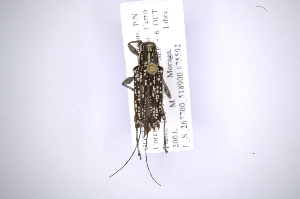  (Colobothea rincona - INB0003780897)  @11 [ ] Copyright (2012) A. Solis Instituto Nacional de Biodiversidad