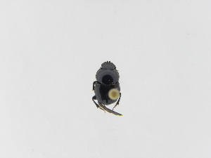  ( - INB0003787675)  @12 [ ] Copyright (2010) A. Solis Instituto Nacional de Biodiversidad