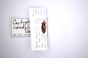  (Cactophagus condylus - INB0003788280)  @11 [ ] Copyright (2012) Angel Solis Instituto Nacional de Biodiversidad